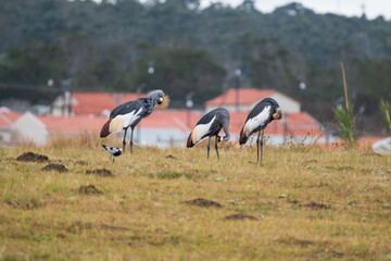 Grey Crowned Crane in the Eastern Cape, South Africa