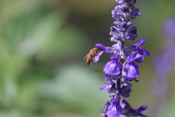 bee on flower