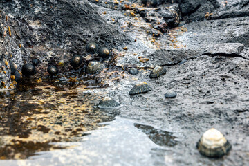 Edible shellfish opihi, Hawaiian blackfoots, clinging to a rocky reef of lava on a beach in Hawaii