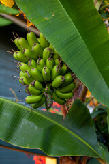 Healthy food, fruit, young bananas growing on an organic banana tree in a Hawaiian garden © Jim