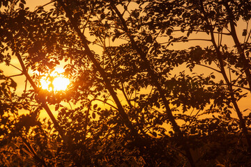 Golden sunset in Hawaii behind silhouette of leaves and trees