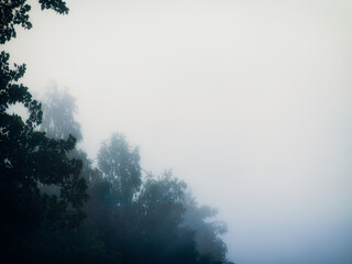 View to the trees during morning mist. Foggy forest. Copy space.