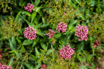 Balls of pink flowers among green leaves
