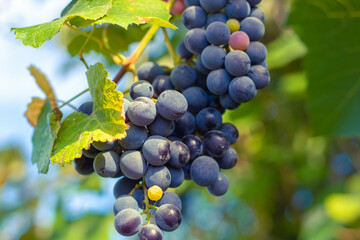 A bunch of blue grapes hangs on a vine on an autumn sunny day. Harvest time.Selective focus
