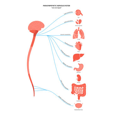 Parasympathetic nervous system