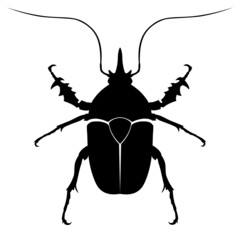 Black vector beetle, insect, bug, beatle