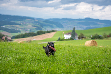 flatcoated retriever dog running through high grass with a toy in its mouth