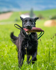 flatcoated retriever dog running through high grass with a toy in its mouth