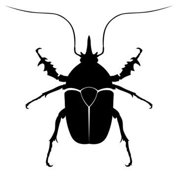 Black vector beetle, insect, bug, beatle
