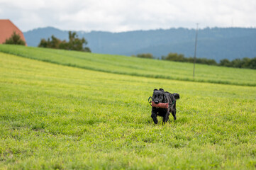 Obraz premium flatcoated retriever dog running through high grass with a toy in its mouth