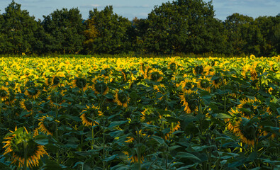 the beautiful and tall Sunflower (Helianthus) growing as a crop in Wiltshire UK