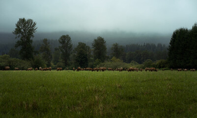 Fototapeta premium Elk Herd