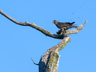 Peregrine Falcon Standing on Dead Tree Branch and Eating a Bird on Blue Sky