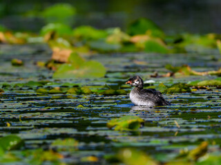 Pied-billed Grebe Chick Swimming on the Pond