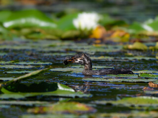Pied-billed Grebe Chick Holding a Fish and Swimming on the Pond