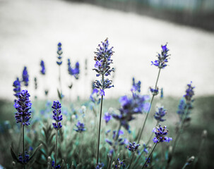 Close up of a lavender flower on a background with diagonal stripes