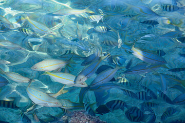 Fototapeta na wymiar Fish swimming in the beach of Caleta Buena, Playa Giron, Cuba