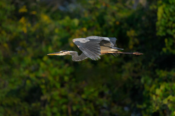 Great Blue Heron Flying against Green Trees