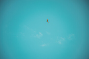 big eagle in the sky 