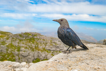 Cape glossy starling up on Table Mountain, Cape Town, South Africa