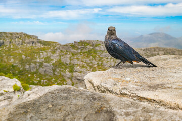 Cape glossy starling up on Table Mountain, Cape Town, South Africa