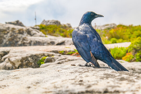 Cape glossy starling up on Table Mountain, Cape Town, South Africa