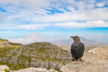 Cape glossy starling up on Table Mountain, Cape Town, South Africa