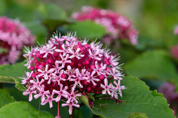 Close up of Mexican hydrangea (clerodendrum bungei) flowers in bloom