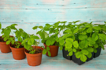 Strawberry seedling growing up in pots