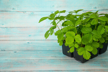 Strawberry seedling growing up in pots