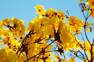 In this photo the flowers of the yellow ipe. It is a species of tree of the genus Handroanthus,...