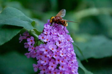 bee
