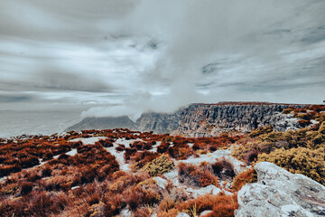 Fototapeta premium Beautiful views, images and birds on top of Table Mountain, Cape Town, South Africa