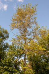 Naklejka premium Old tree