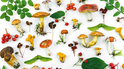 Mushroom background with copy space. Edible forest mushrooms set. Collection of forest mushrooms...