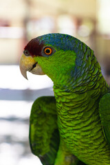 Mexican green lore close up blur background