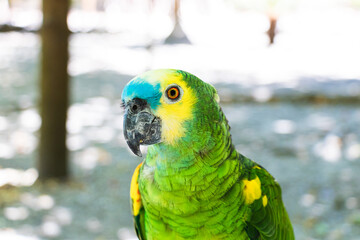 Blue headed parrot in nature
