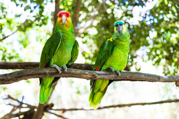 Group of green parrots on a tree in nature