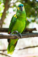 Blue headed parrot in nature