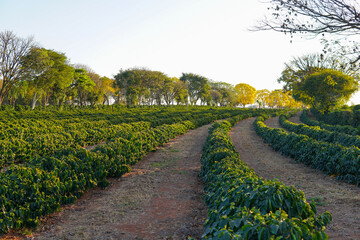Fototapeta na wymiar coffee plantation
