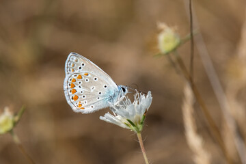 Lycaenidae / Çokgözlü Mavi / / Polyommatus icarus