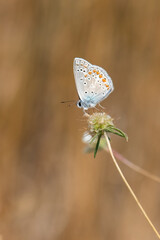 Lycaenidae / Çokgözlü Mavi / / Polyommatus icarus