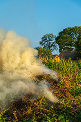 Fire in the garden, weeds are burning after harvest. Garden maintenance in late summer or autumn.