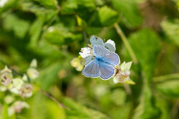 Lycaenidae / Çokgözlü Mavi / / Polyommatus icarus