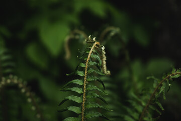 Green fern