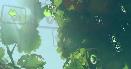 Animation of digital icons over grapes - Powered by Adobe