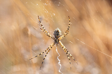 spider on the web