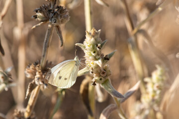 Pieridae / Küçük Beyazmelek / / Pieris rapae