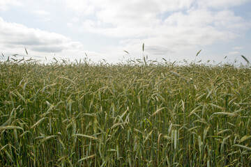 Rye field against the sky
