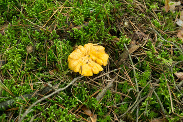 Yellow Foot Chanterelles